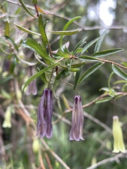 Billardiera longiflora