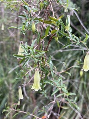 Billardiera longiflora