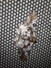 Lepidoptera