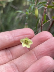 Billardiera longiflora