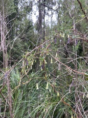 Billardiera longiflora