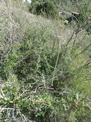 Aloysia