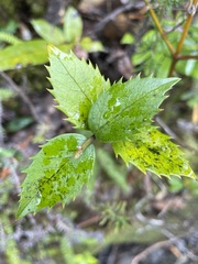 Atherosperma moschatum