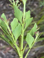 Phyllocladus aspleniifolius
