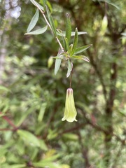 Billardiera longiflora