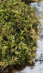 Brachythecium rivulare