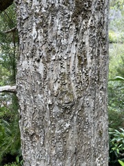 Lagarostrobos franklinii