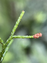 Lagarostrobos franklinii