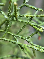 Lagarostrobos franklinii