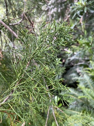 Image of Lagarostrobos franklinii by (c) Matt Berger, some rights reserved (CC BY)