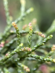 Lagarostrobos franklinii