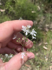 Teucrium corymbosum
