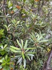 Tasmannia lanceolata