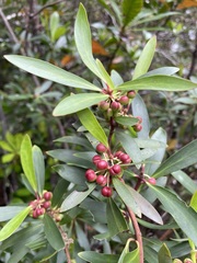 Tasmannia lanceolata