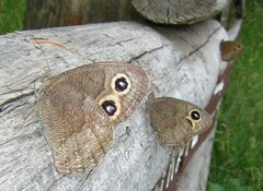 Cercyonis pegala paludum