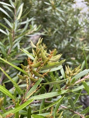 Orites diversifolius