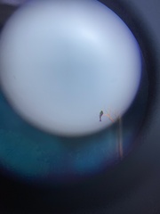 Dicrurus macrocercus