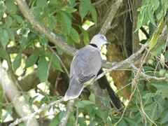 Streptopelia decipiens
