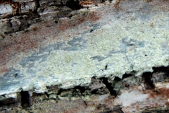 Lecanora albella