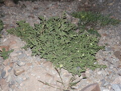 Chamaesaracha sordida