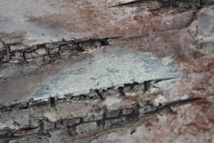 Lecanora albella
