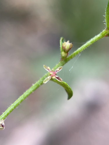 Image of Gonocarpus teucrioides by (c) Matt Berger, some rights reserved (CC BY)