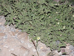 Chamaesaracha sordida