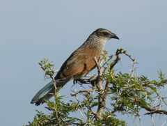 Centropus superciliosus