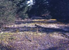 Crocidium multicaule