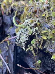 Cladonia coniocraea
