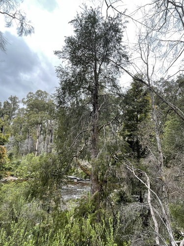 Huon pine (Lagarostrobos franklinii)