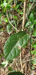 Aristolochia praevenosa