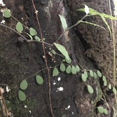 Peperomia rotundifolia image