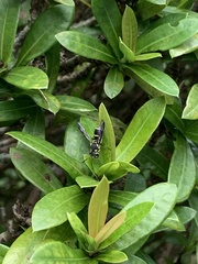 Antepipona