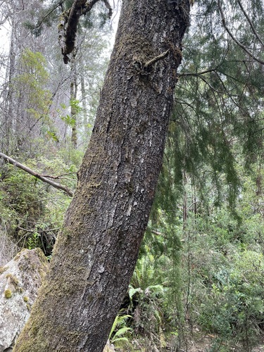 Image of Lagarostrobos franklinii by (c) Matt Berger, some rights reserved (CC BY)