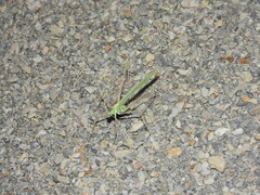 Arethaea semialata