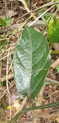 Aristolochia praevenosa