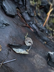 Micromphale arbuticola