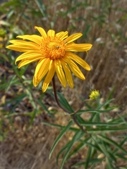 Aldama revoluta
