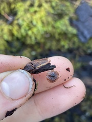 Micromphale arbuticola