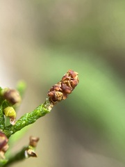 Lagarostrobos franklinii