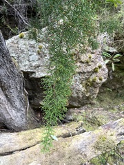 Lagarostrobos franklinii