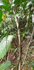 Aristolochia praevenosa