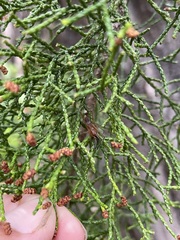 Lagarostrobos franklinii