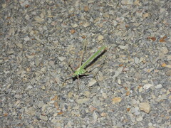 Arethaea semialata