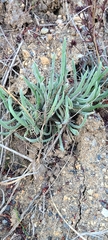 Dudleya attenuata × edulis