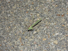 Arethaea semialata