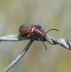 Ecnolagria rufescens