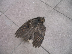 Antrostomus arizonae