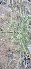 Adolphia californica